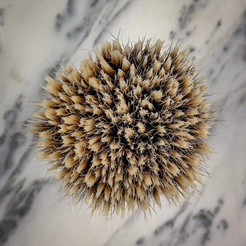 v31 Fanchurian Knot